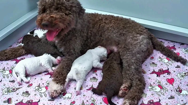 Need a smile? This livestream features 6 puppies all day long
